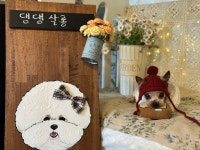 댕댕이살롱