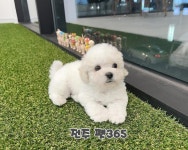 펫365 강아지분양 고양이분양 전주백제로점