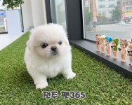 펫365 강아지분양 고양이분양 전주백제로점