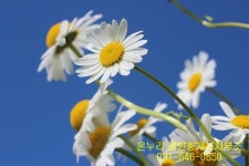 온누리 공인중개사사무소