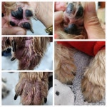 통영반려견 셀프목욕탕