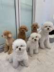 그루밍하우스