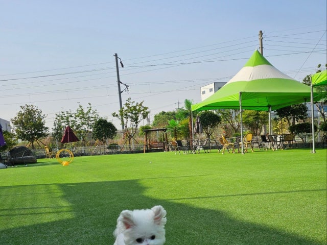 독스아일랜드
