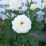 법무사장경아사무소 | 법무사송경수사무소