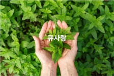 큐사랑안중현화점