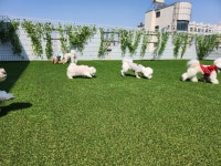 맛있개 건강하개