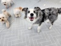 맛있개 건강하개