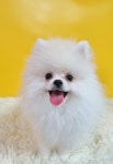 몽쉘몽봉
