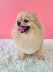 몽쉘몽봉