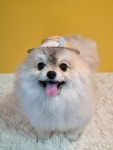 몽쉘몽봉