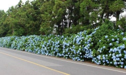 소롱코지 제주