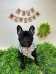 펫더헤븐 본점