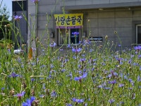 사랑손팥죽오천점