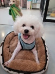 도그비잉펫케어2호점