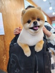 행복하개