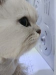 고양이 무마취미용 나의캣