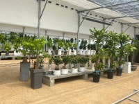 화담꽃원예백화점