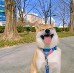 놀다올개