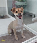 개이뻐애견미용실