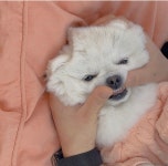 놀다올개