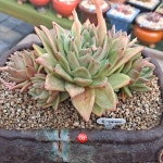 엘림다육