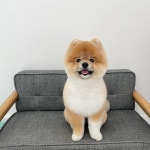 콩자반애견미용실