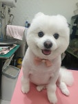 미묘하개