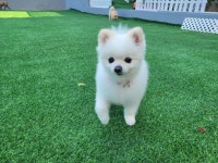 포포퍼피