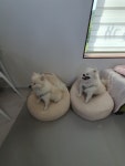 함께놀개