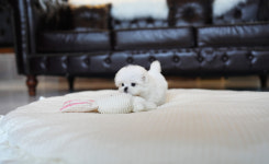 캣츠앤독스 강아지분양 고양이분양 수원점