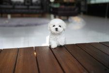 캣츠앤독스 강아지분양 고양이분양 수원점