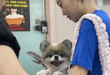 블리스펫츠