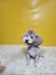 몽쉘몽봉
