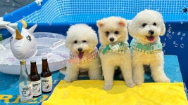 광주강아지분양 고양이분양 미유펫 광주본점