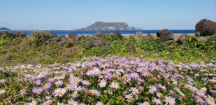 해뜨는초록마을