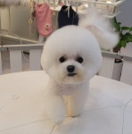 샴푸하는 강아지