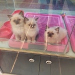 강남고양이분양 히어로펫