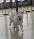 뽀독 시흥정왕점