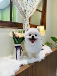 메모르드몽