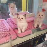 강남고양이분양 히어로펫