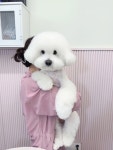 그루밍베베 애견미용