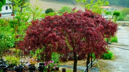 진부야생화농장