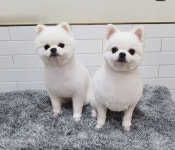 토리펫