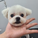 뚱몽이네