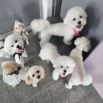 놀면뭐하개