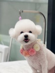 뚜니살롱