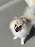애견유치원 애견호텔 애견미용 개린이세상