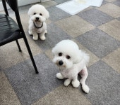 체인지펫미용