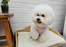 아리아펫