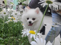 펫스티발
